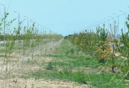 Түркістан облысында 1 миллионнан астам ағаш көшетін отырғызу жоспарланған