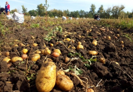 Шымкентте егіс алқабынан 18 мың тоннаға жуық өнім жиналды