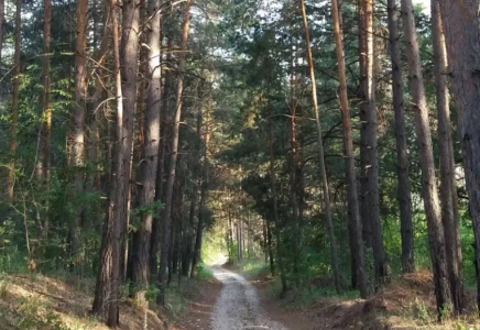 Жетісулықтардың қыс айларына дейін орманға баруына тыйым салынды