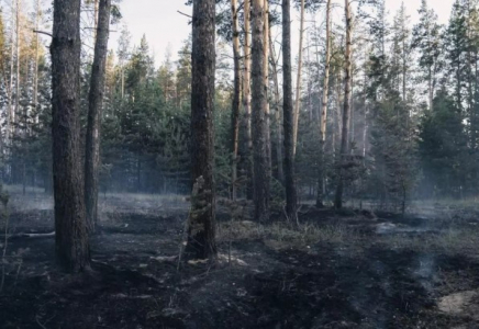 Абай облысындағы орман өртін толығымен сөндіруге біраз уақыт керек – министр