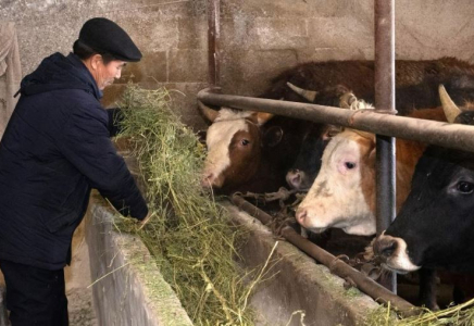 «АУЫЛ АМАНАТЫ»: Ордабасыда кәсіп бастағандардың саны көбейіп жатыр