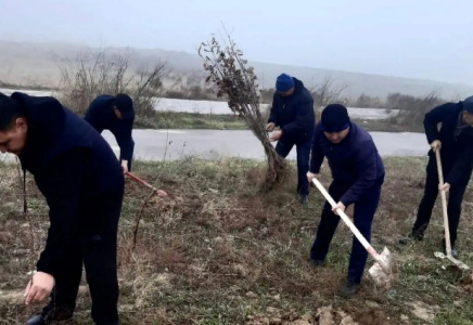 «Жасыл қала»: Шымкентте 15 мыңға жуық ағаш көшеті отырғызылды