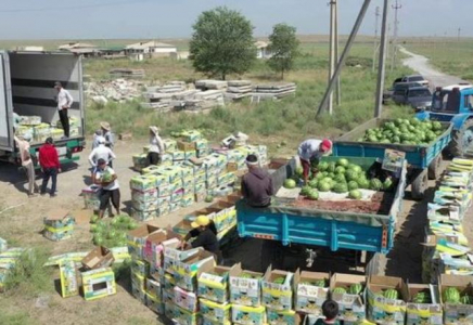 ТҮРКІСТАН: Шардаралық диқандар мың тоннадан астам қарбыз экспорттап үлгерді