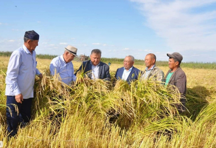 ​ТҮРКІСТАН: Шардарада күріш ору науқаны басталды 