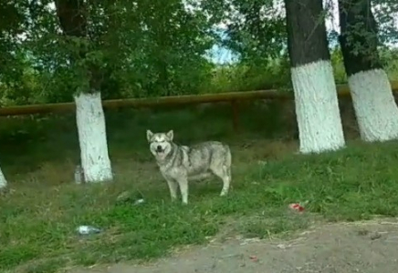 Желіде Алматы облысында аялдама маңында жүрген 