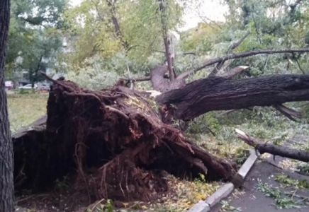 Қатты дауыл: Таразда үстіне ағаш құлаған жасөспірім көз жұмды