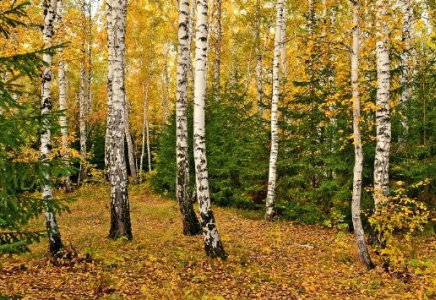 Қайыңдар неге жылайды? Айым Алтайқызы.