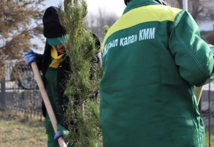 ТҮРКІСТАН: Кентауда алғыс айту күніне орай ағаш отырғызылды