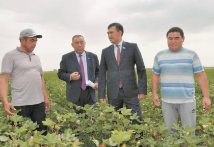 Мәжіліс депутаты мақталықты аралады