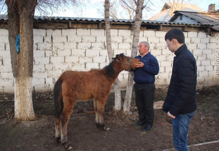 ТҮРКІСТАН: Полицейлер мал ұрлаған күдіктіні құрықтады