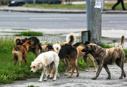 Қазақстанда ызалы және ауру иттерді өлтіріп отырады