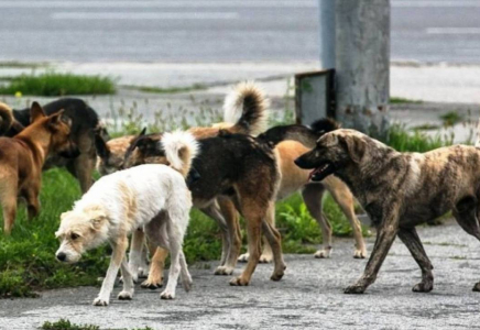 Сәтпаевтағы итке таланған бала: Әкімдік қайғылы оқиғаға қатысты түсінік берді