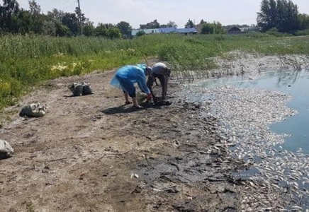 СҚО-да жарты тонна балық қырылып қалды