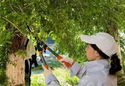 ТҮРКІСТАН: Кентауда «Жасыл ел» еңбек жасақтары өз жұмысын бастады