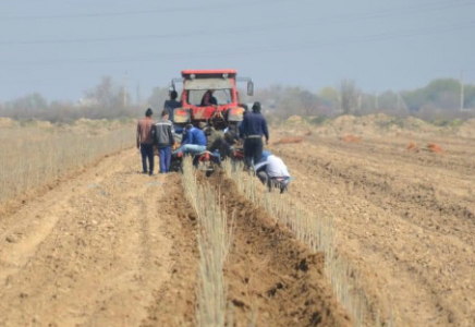 ТҮРКІСТАН: Жетісайда жібек кластері дамытылады