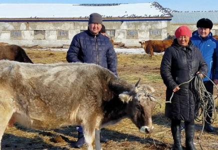 Көпбалалы отбасыларға жалға сиыр беріліп жатыр