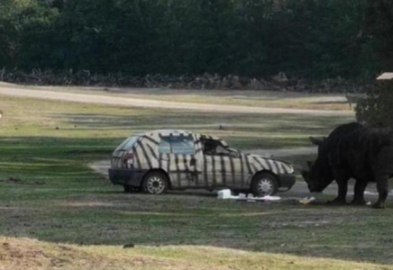 Германияда мүйізтұмсық көлікке шабуыл жасап, 3 рет аударып жіберді