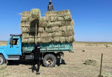 ТҮРКІСТАН: Өңірдегі малға қажетті жем-шөпті толық дайындауға мүмкіндік бар