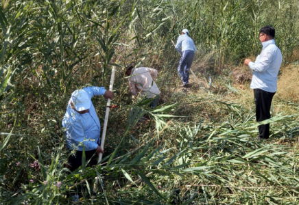 Батысқа көмек: Түркістандық БАҚ өкілдері шөп оруға шықты