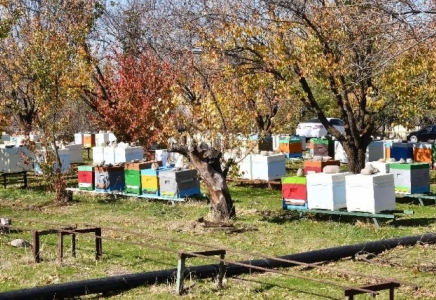 Шымкентте бал өндіретін омарта кооперативі өз жұмысын бастады