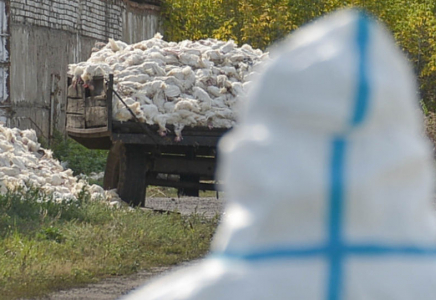 Депутаттар құс тұмауының салдарына алаңдаушылық білдірді