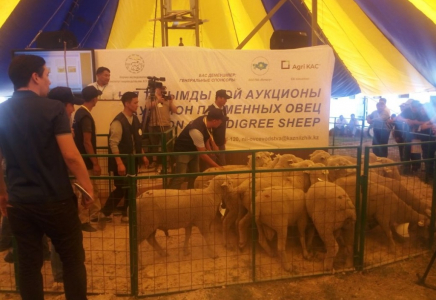 Елімізде тұңғыш рет асыл тұқымды қойлар аукционда сатылып жатыр