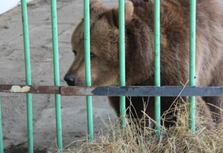 Қостанайда аю балаға шапты: демалыс базасының иесі 18,5 миллион теңге өтейді