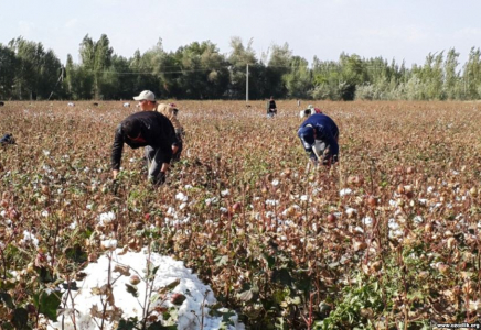 ​Мақта теруге мәжбүрлегендерге жаза күшейтілмек