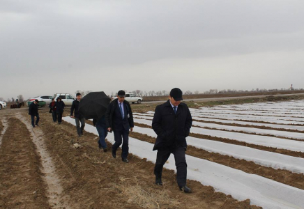 Мақтааралда қаңтардың қақ ортасында қырыққабат егуге кірісті