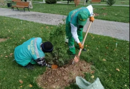 Шымкентте ағаш егу жұмыстары қарқынды жүргізіліп жатыр