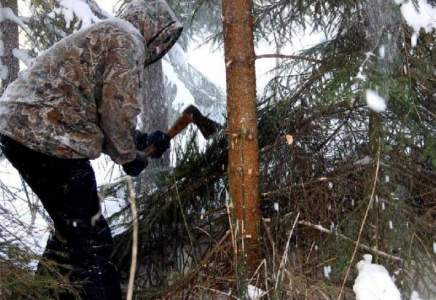 Шырша кескендер сотталады - ІІМ