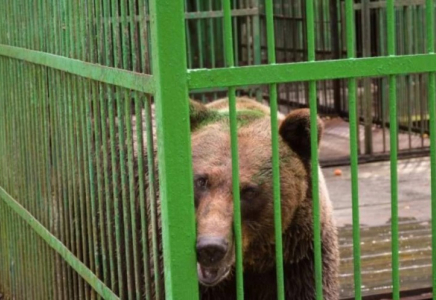 Өзбекстандағы хайуанаттар бағында аю қызметкерді өлтірді