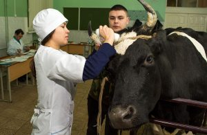 Премьер-Министр ветеринария мамандығына білім гранттарын көбейтуді тапсырды