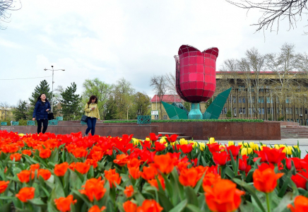 Шымкент әкімдігі қызғалдақпен түскен үздік суретке байқау жариялады