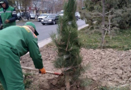 Шымкентте күзгі көгалдандыру жұмыстары қарқынды жүргізіліп жатыр