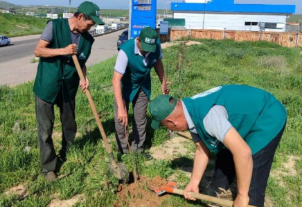 ТҮРКІСТАН: Сарыағаштықтар «Жасыл аймақ» экоакциясына белсене қатысып жатыр