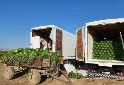 Түркістандық диқандар 6500 тонна қарбызды экспорттады