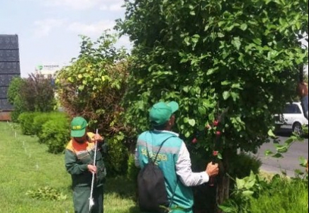 ШЫМКЕНТ: Әл-Фараби ауданында көгалдандыру жұмыстары жүргізіліп жатыр