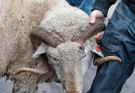 Құрбан шалу рәсімін қашықтан өткізуге арналған сайт іске қосылды